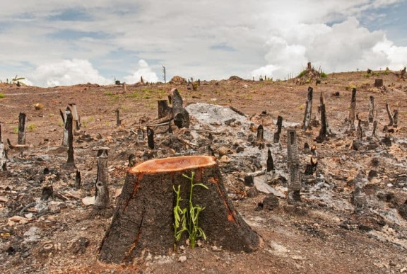 Combating Deforestation in Africa: The Role of LPG